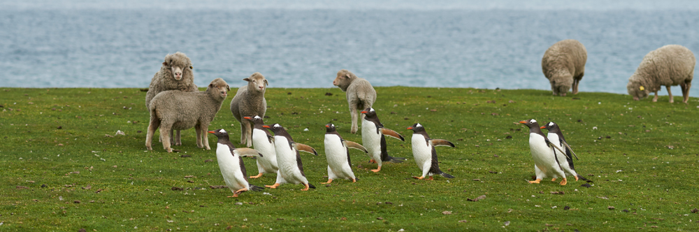 Coastal green with sheep, Coastal green plants and wildlife